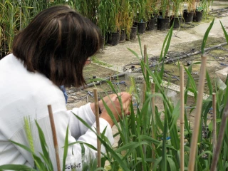 30 millions d’euros pour développer les alternatives aux phytos