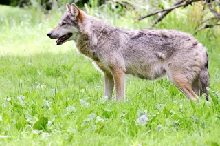 Le loup est bien passé dans l’Yonne