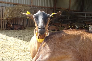 À la découverte des fermes pédagogiques de l’Yonne