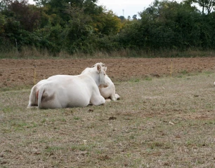 Quelles alternatives pour le cheptel allaitant et le cheptel laitier ?
