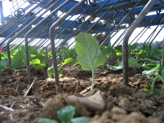 Réduire les herbicides avec le désherbage mécanique