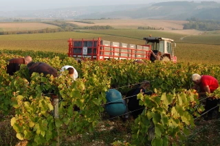 «Le vignoble est content»