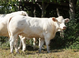 Pari réussi pour l’Union Charolais Croissance