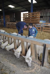 Surveiller les mamelles  dès l’agnelage