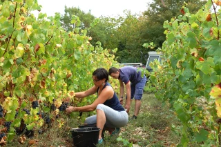 Le vin Bio se porte bien