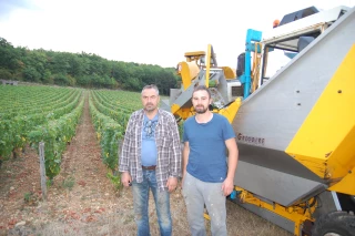 Zoom sur les vendanges du coteau de Tannay