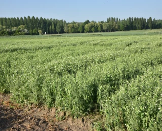 Choisir sa variété pour la campagne 2018-2019