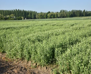Choisir sa variété pour la campagne 2018-2019