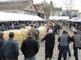 La 7ème fête de l’élevage de Cercy-la-Tour se prépare