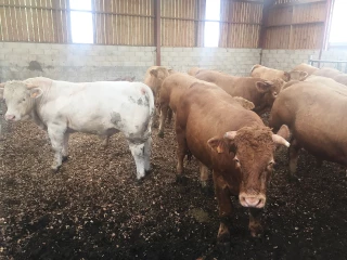 Paillage bois: une solution alternative face à la sécheresse