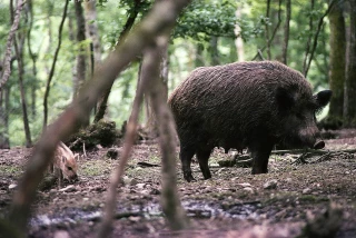 Les sangliers affamés sortent des bois, la FDSEA recense les dégâts