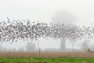 «Des Terres et des Ailes» pour faire revenir les oiseaux sur les terres