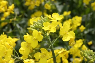 Avril lance Oleo100, un carburant 100 % végétal, renouvelable et français