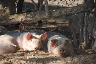 La marque est lancée