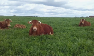 L’herbe : un désherbant naturel