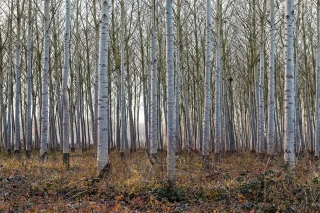 Le renouveau de l’agroforesterie