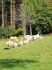Des agneaux agroécologiques à l’étude, de la bergerie à l’assiette