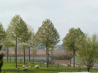 L’arbre, indispensable au bien-être des brebis
