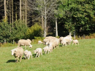 Des agneaux agroécologiques à l’étude, de la bergerie à l’assiette