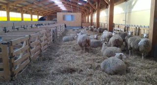 Des brebis prêtes pour l’agnelage