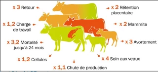 La BVD ou maladie des muqueuses, qu’est-ce que c’est ?