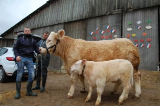 Les éleveurs charolais se préparent
