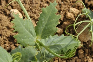 La gestion des insectes de début de cycle
