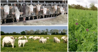 Une journée technique sur les prairies temporaires