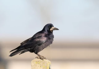L’heure de la contre-attaque