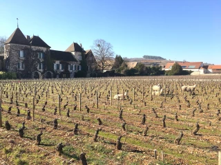 Des moutons sollicités
