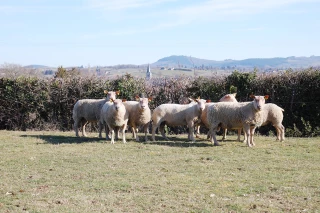 Comment réussir sa mise à l’herbe ?