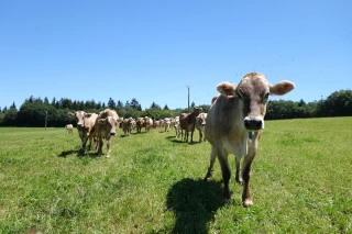 Optimiser le rendement des prairies en post-sécheresse