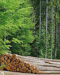 Une AOC pour le bois du Jura !