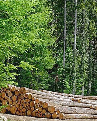 Une AOC pour le bois du Jura !