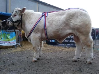 Un taureau très prisé
