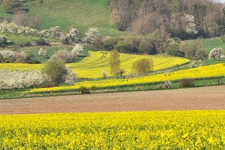 Assurer la protection contre les maladies en floraison