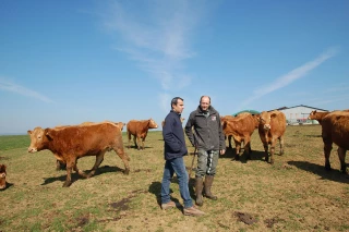 Les mises à l’herbe ont débuté
