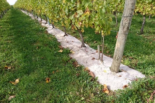 Géochanvre : un paillage naturel innovant