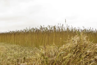 Le chanvre : un atout pour préserver la qualité de l’eau