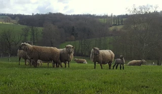 Ne pas gaspiller d’herbe ce printemps