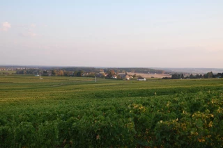 Une année exceptionnelle pour la viticulture
