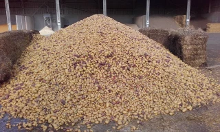 Pommes de terre et carottes dans la ration des brebis