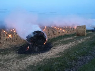 Sueurs froides pour les viticulteurs et arboriculteurs icaunais