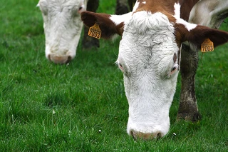 Biolait anticipe sur une possible surproduction