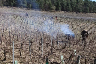 Pôle emploi cherche des solutions  pour la viticulture