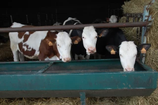 comment relancer la filière lait dans le département ?