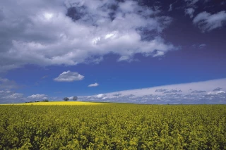 « Aujourd’hui, la Pac est essentielle dans l’économie des exploitations »