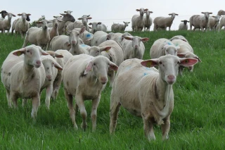 Une année ovine chargée