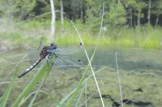 Une semaine pour découvrir la biodiversité