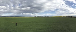 Un champ de 130 hectares 